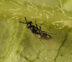 Macroglenes chalybeus