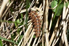 Argynnis adippe
