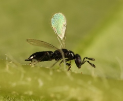 Macroglenes chalybeus