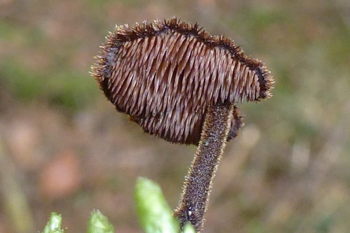 Earpick Fungus