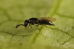 Macroglenes chalybeus