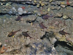 Pempheris klunzingeri