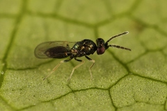 Eulophidae