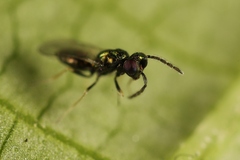 Eulophidae