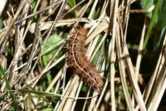 Argynnis adippe