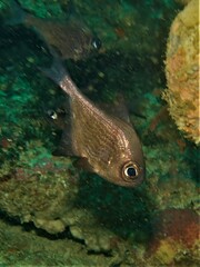 Pempheris multiradiata