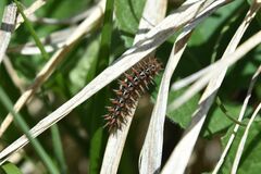 Argynnis adippe