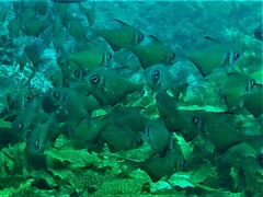 Pempheris klunzingeri