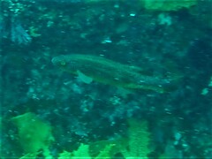 Olisthops cyanomelas