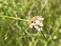 Cyperus niveus