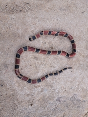 Micrurus nigrocinctus