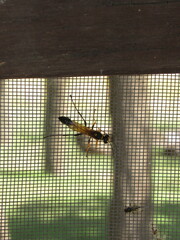 Sceliphron asiaticum