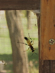 Sceliphron asiaticum