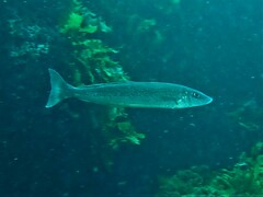 Sillaginodes punctatus