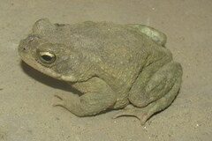 Duttaphrynus stomaticus