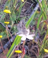 Drepanogynis pallidimargo