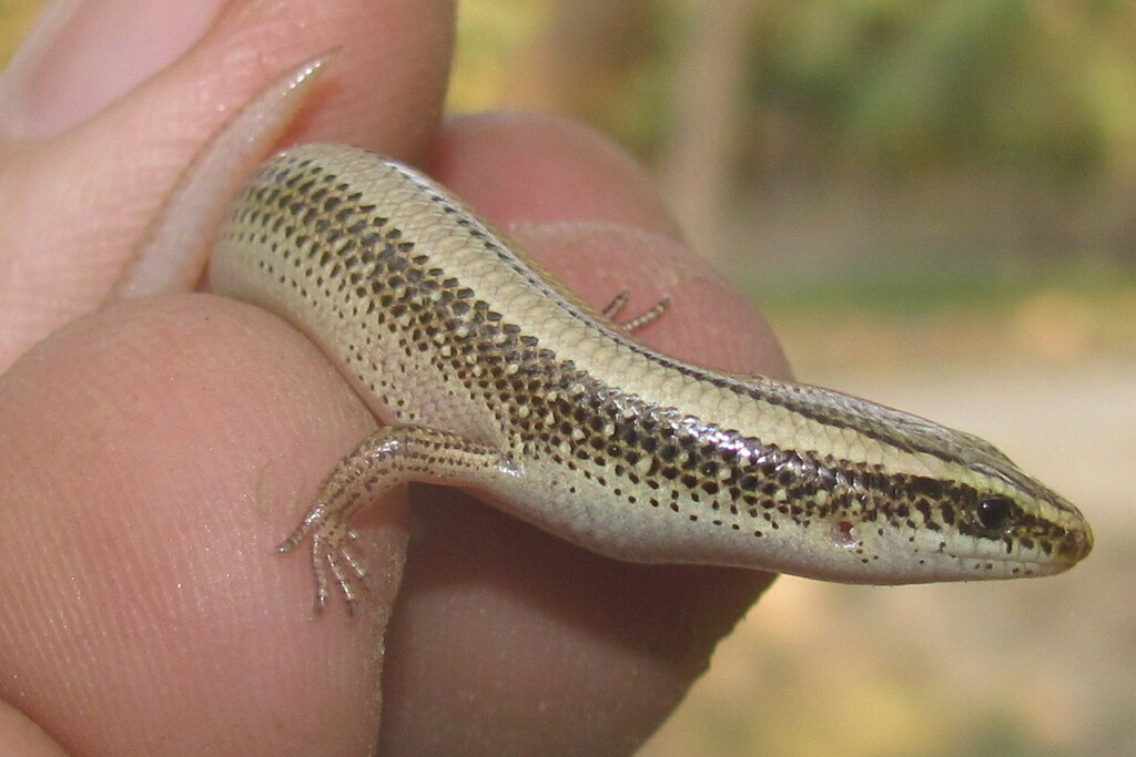 Common Dotted Garden Skink from 2/43, Vipin Khand, Gomti Nagar, Lucknow ...