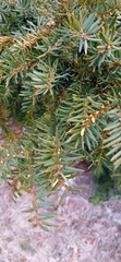 Taxus baccata