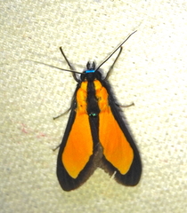 Ormetica flavobasalis