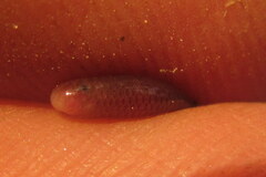 Indotyphlops braminus