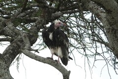 Trigonoceps occipitalis