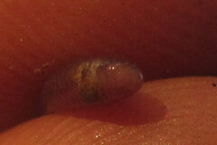 Indotyphlops braminus