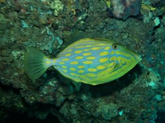 Eubalichthys mosaicus