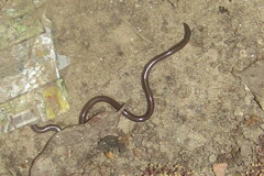 Indotyphlops braminus