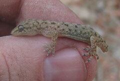 Hemidactylus kushmorensis