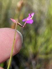 Polygala pappeana