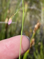 Polygala pappeana