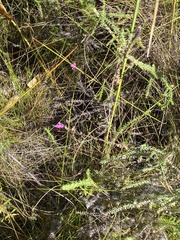 Polygala pappeana