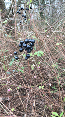 Ligustrum