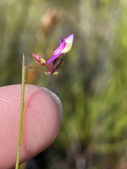 Polygala pappeana