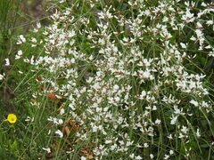 Retama monosperma