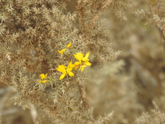 Ulex argenteus argenteus