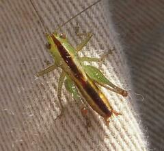 Conocephalus brevipennis