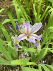Iris versicolor