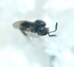 Trissolcus