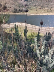 Lavandula pedunculata