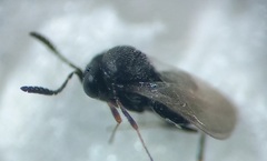 Trissolcus