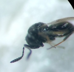 Trissolcus
