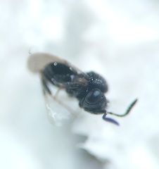 Trissolcus