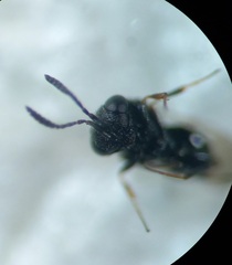 Trissolcus