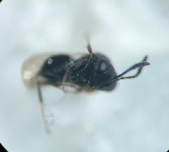 Trissolcus