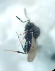 Trissolcus