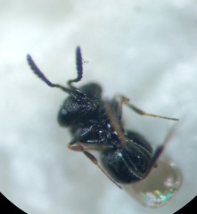 Trissolcus