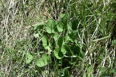 Viola hirta