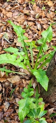 Lactuca floridana