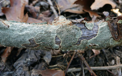 Dentocorticium portoricense